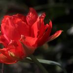 rote Tulpe