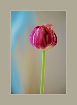 rote Tulpe