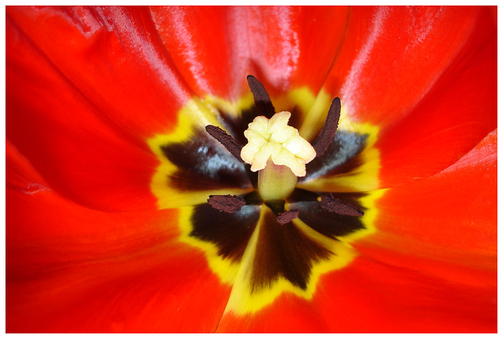 rote Tulpe