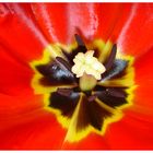 rote Tulpe