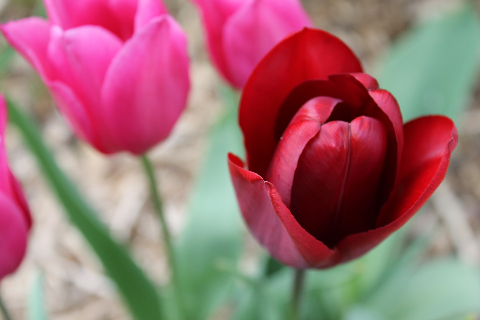 Rote Tulpe