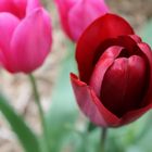 Rote Tulpe