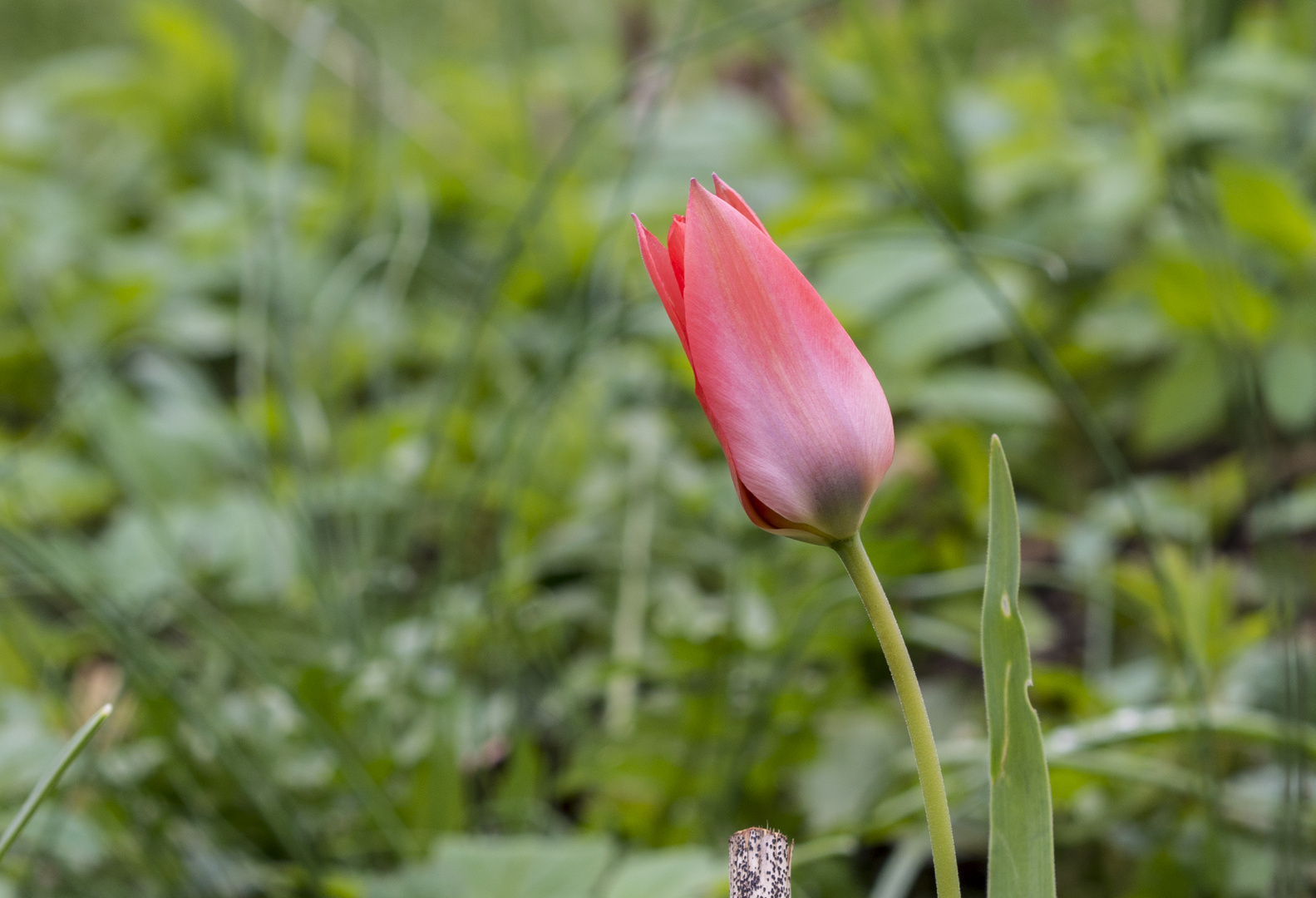 Rote Tulpe