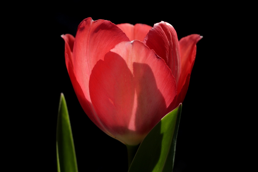 rote Tulpe