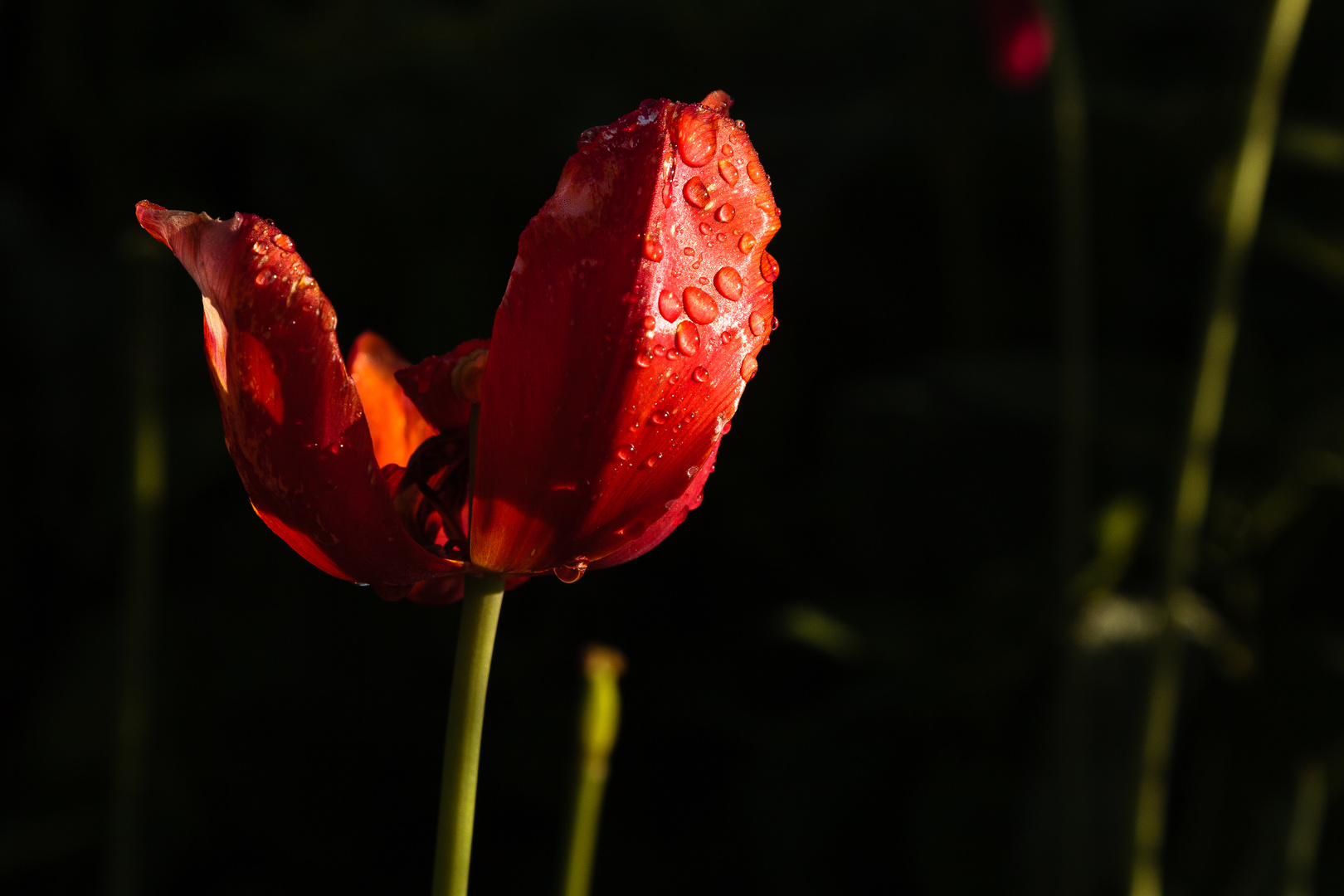 Rote Tulpe