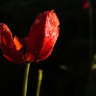 Rote Tulpe