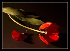 Rote Tulpe, die nächtliche