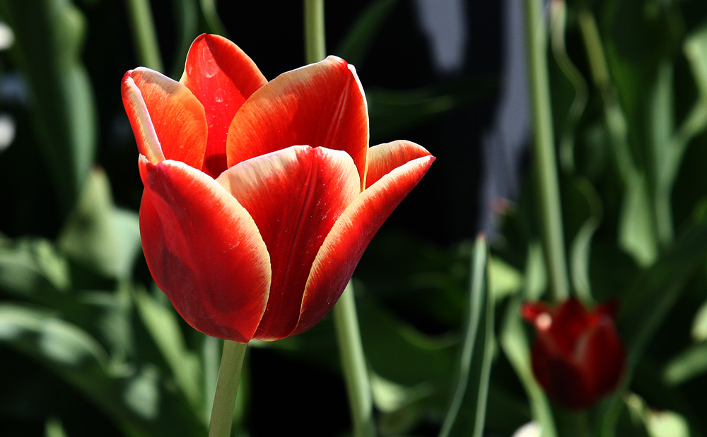 ROTE TULPE