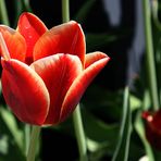 ROTE TULPE