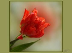 rote Tulpe