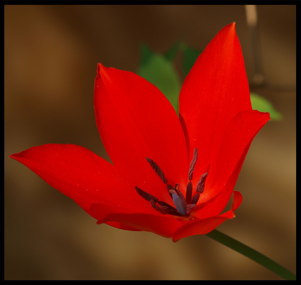 Rote Tulpe