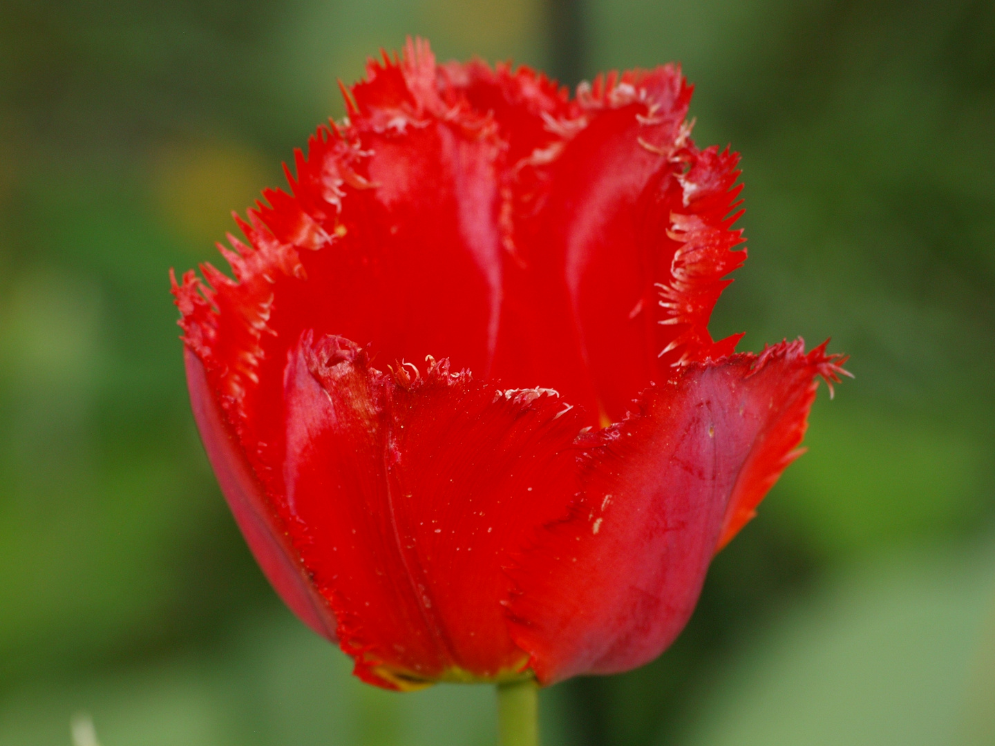 Rote Tulpe