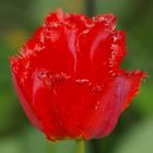 Rote Tulpe