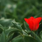 Rote Tulpe