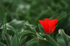 Rote Tulpe