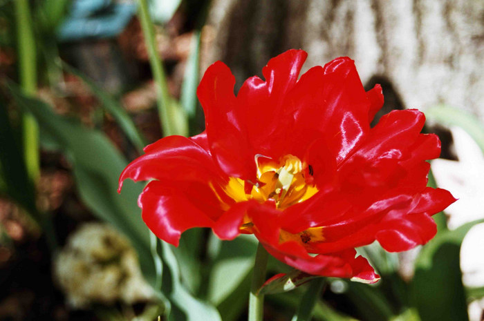 rote Tulpe