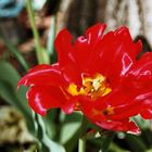 rote Tulpe