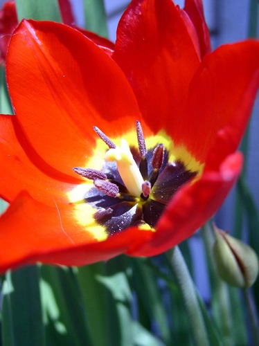 rote Tulpe