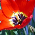 rote Tulpe