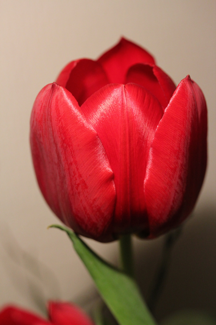 rote tulpe