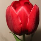 rote tulpe