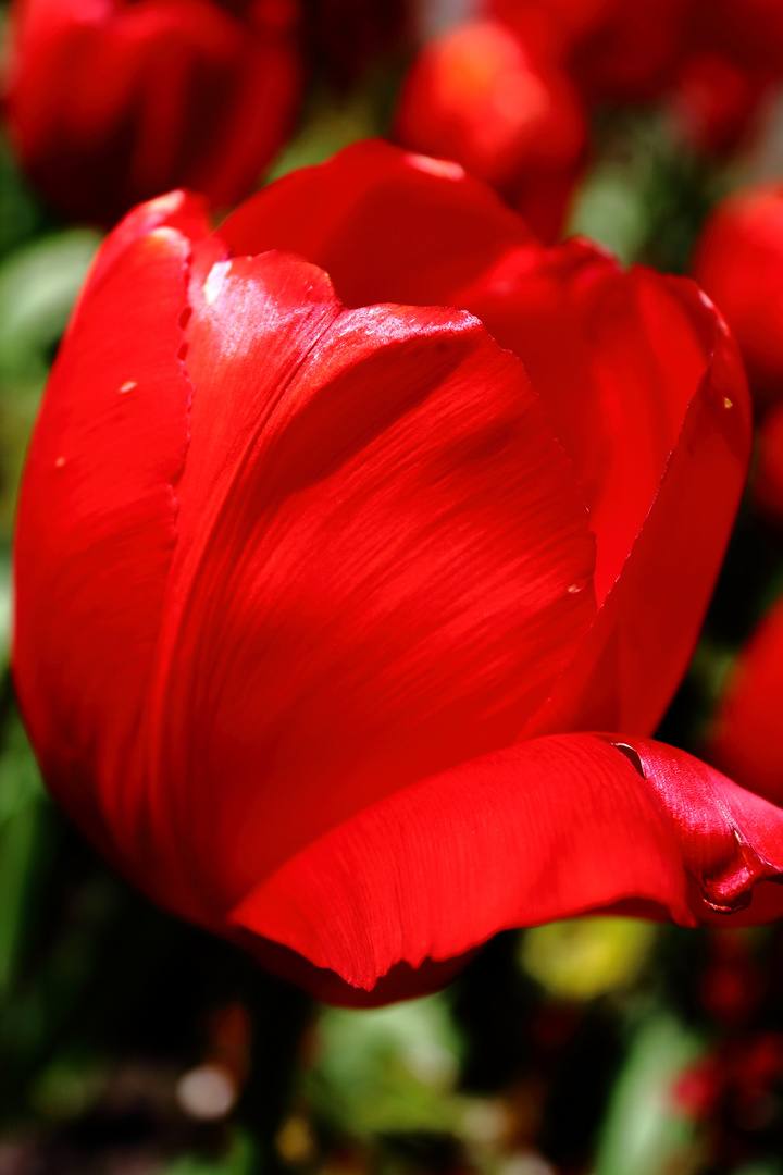 Rote Tulpe