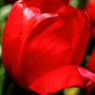 Rote Tulpe