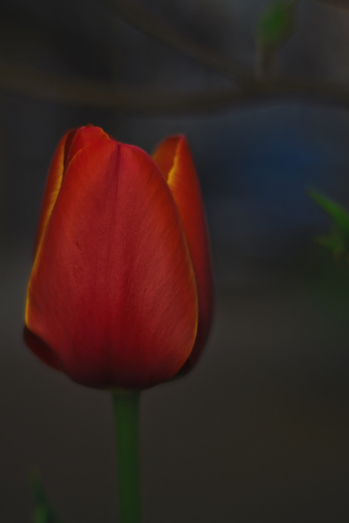 Rote Tulpe