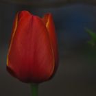 Rote Tulpe