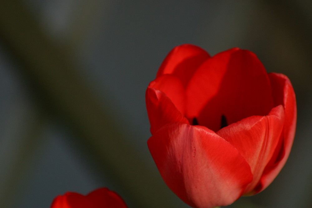 Rote Tulpe