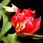 rote Tulpe