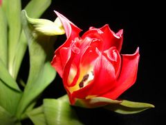 rote Tulpe