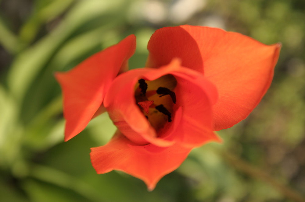 rote Tulpe