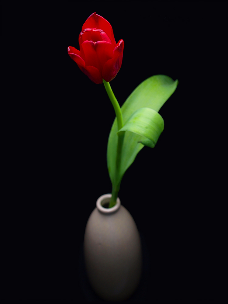 Rote Tulpe