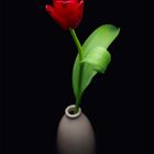 Rote Tulpe