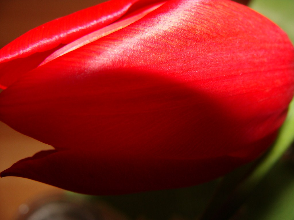 Rote Tulpe ganz nah...