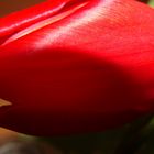 Rote Tulpe ganz nah...