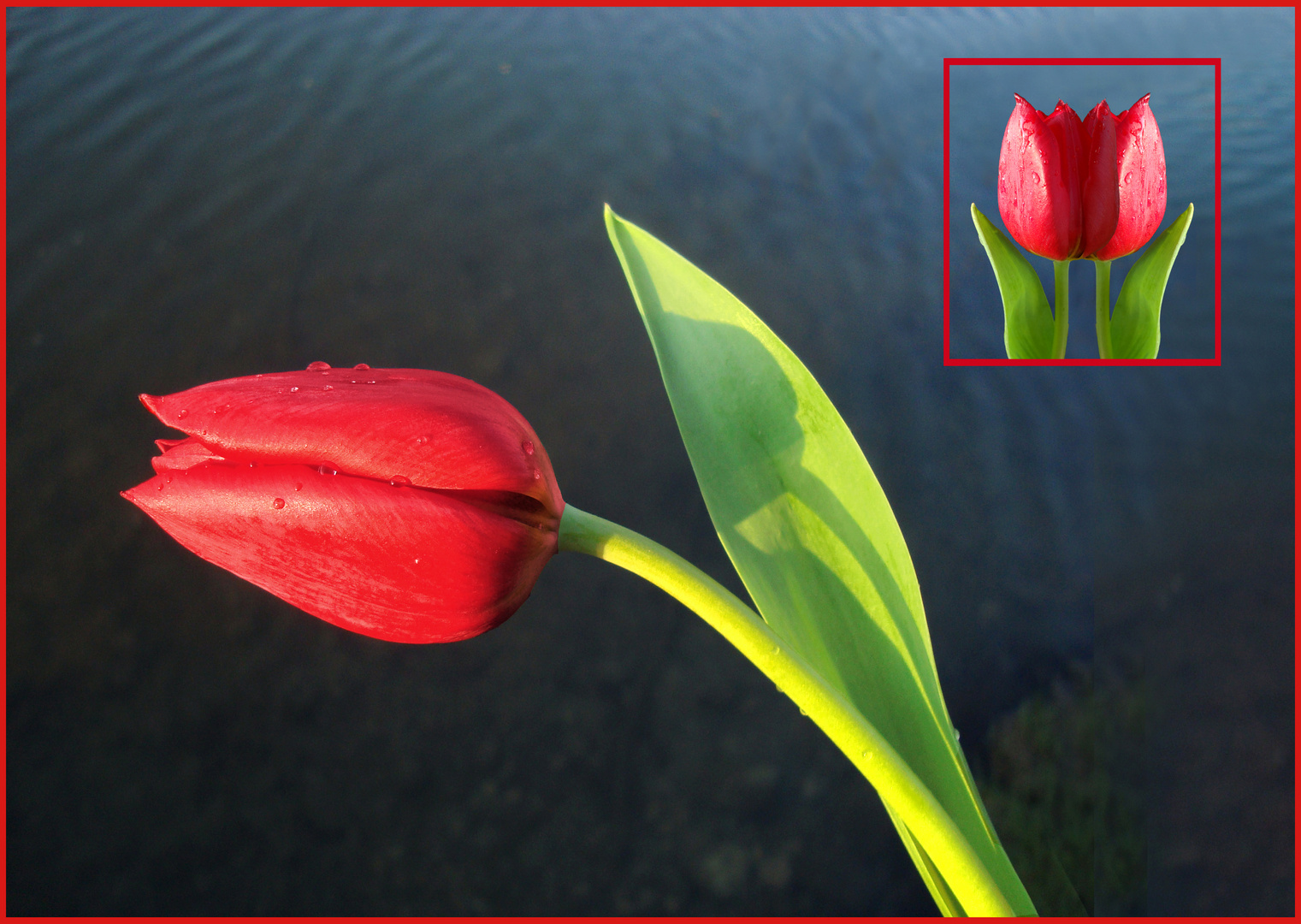 Rote Tulpe gespiegelt