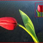 Rote Tulpe gespiegelt