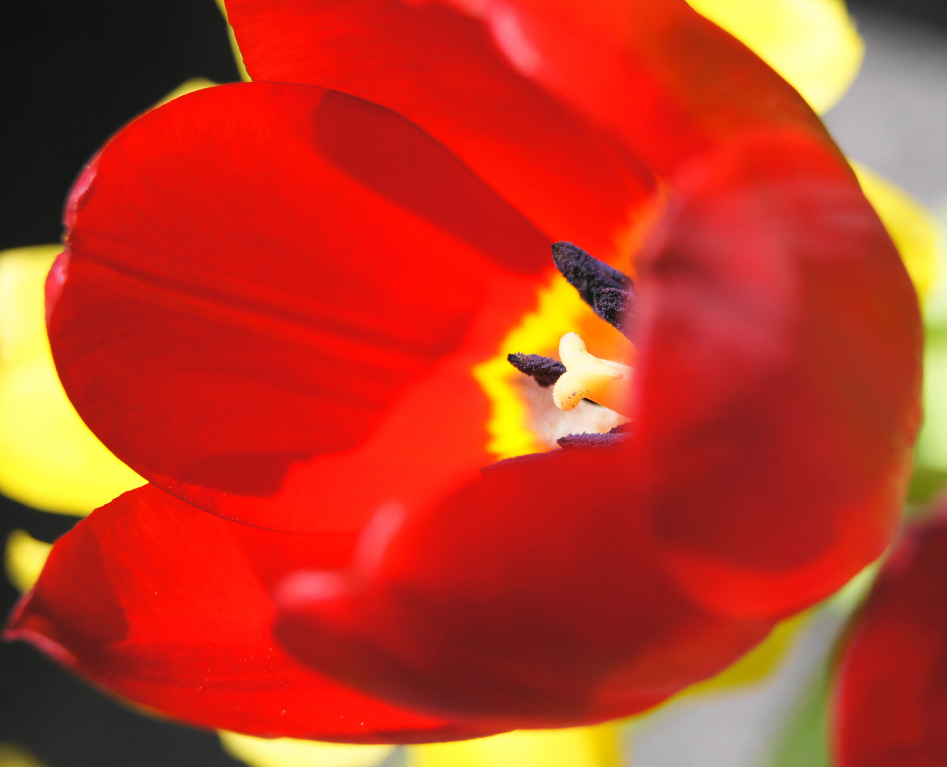 Rote Tulpe im Detail