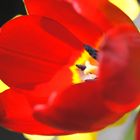 Rote Tulpe im Detail