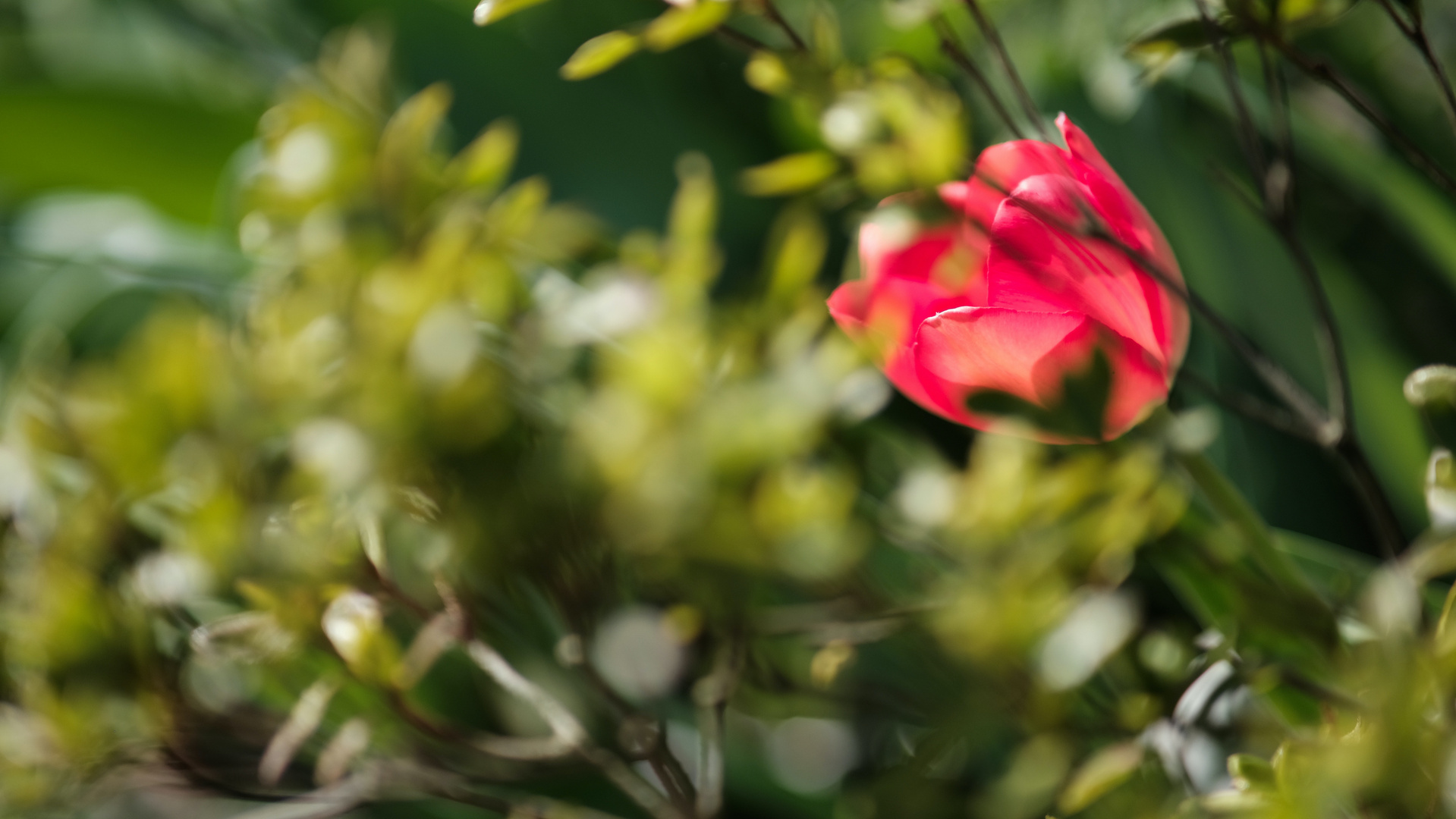 Rote Tulpe im Garten