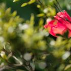 Rote Tulpe im Garten