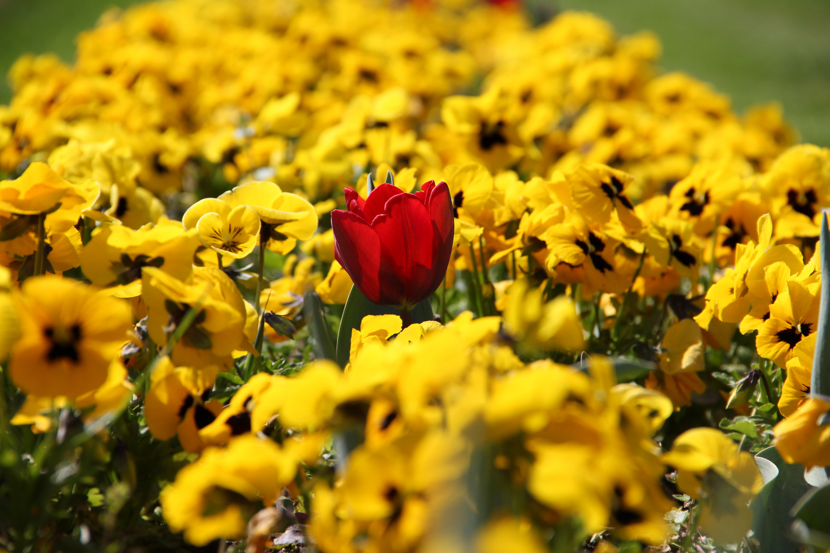 rote Tulpe im gelben Blumenmeer