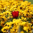 rote Tulpe im gelben Blumenmeer