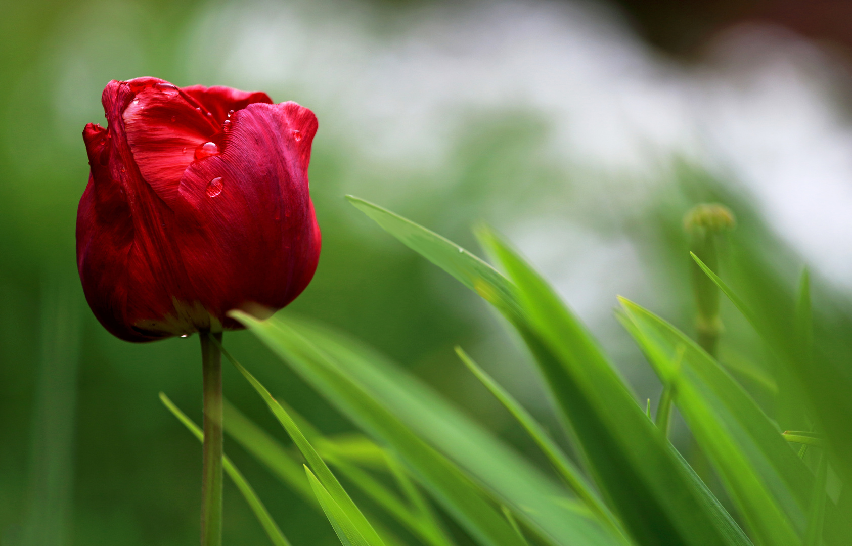Rote Tulpe im Grünen