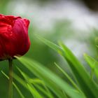 Rote Tulpe im Grünen