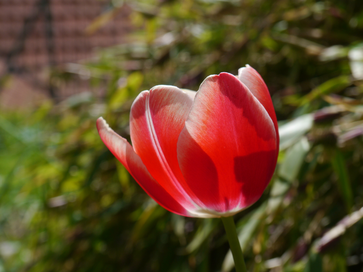 ..rote Tulpe im Sonnenschein :)