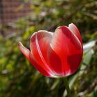 ..rote Tulpe im Sonnenschein :)