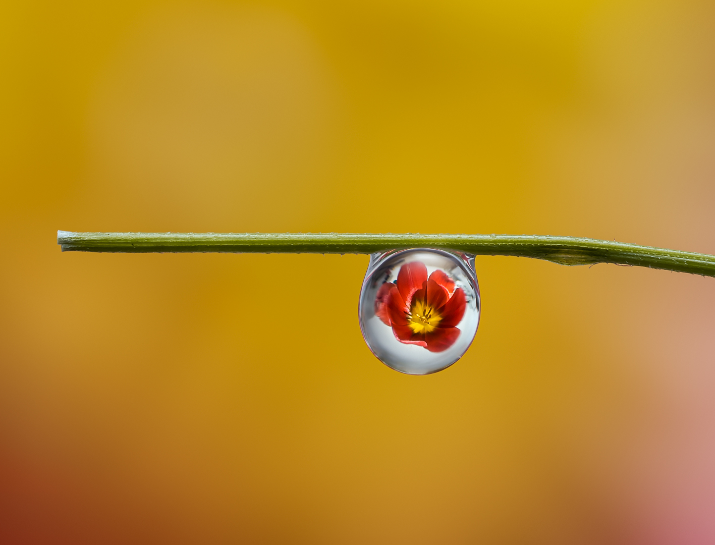 Rote Tulpe im Wassertropfen